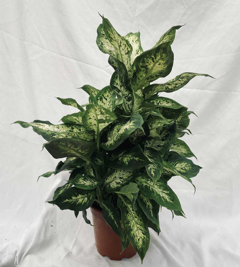 Leverans_vaxter_mini_dieffenbachia_maculata_compacta