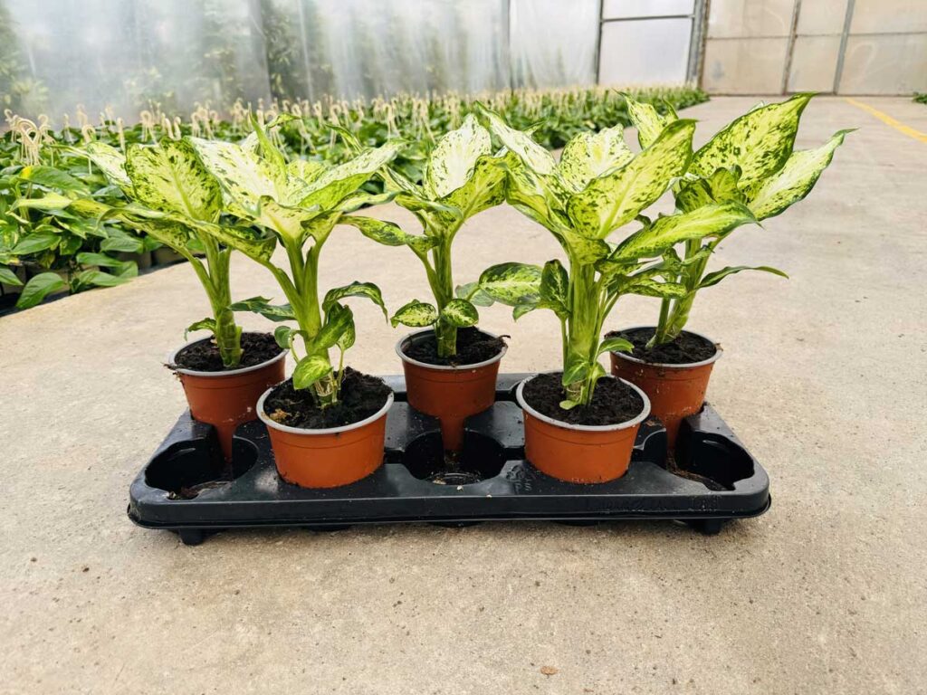 Dieffenbachia-Amy-c12-
