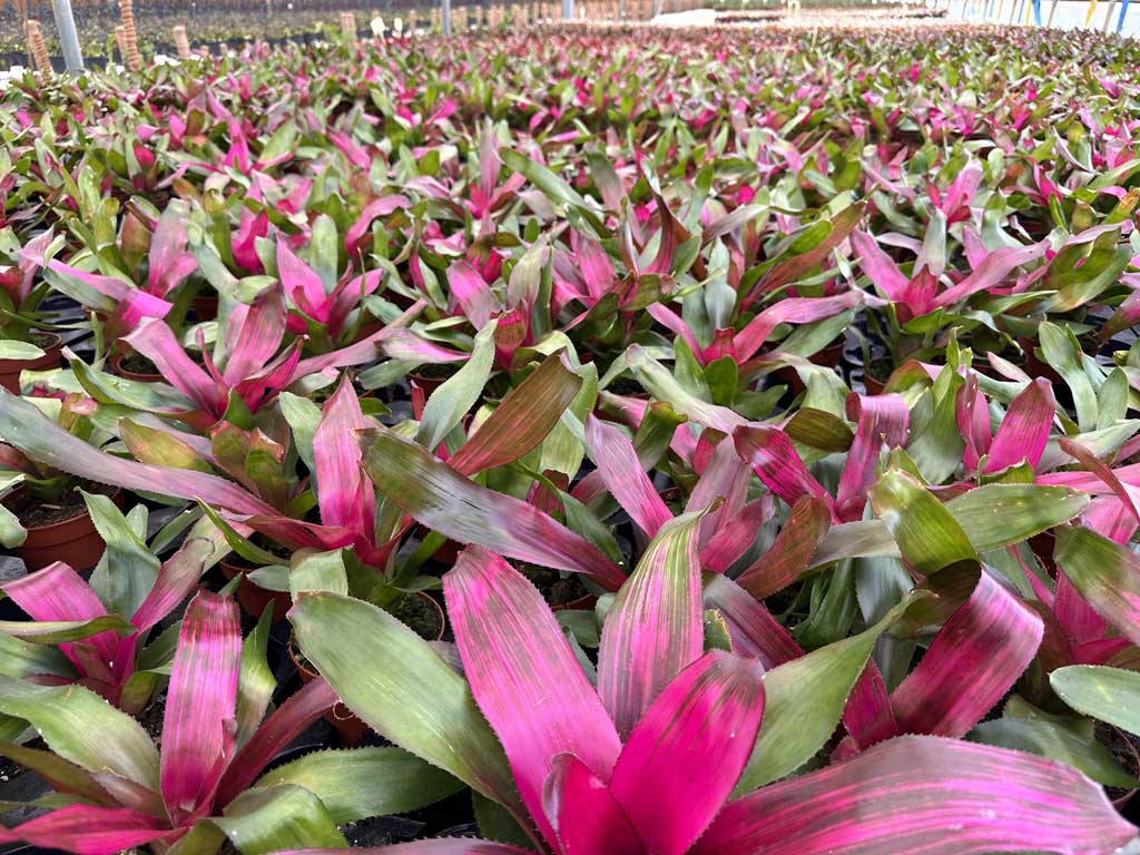 Neoregelias-Colores,-Formas-y-Cuidados