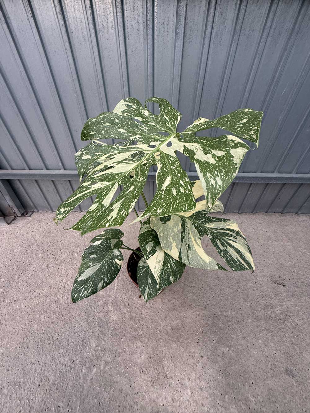Monstera-Variegata-c17