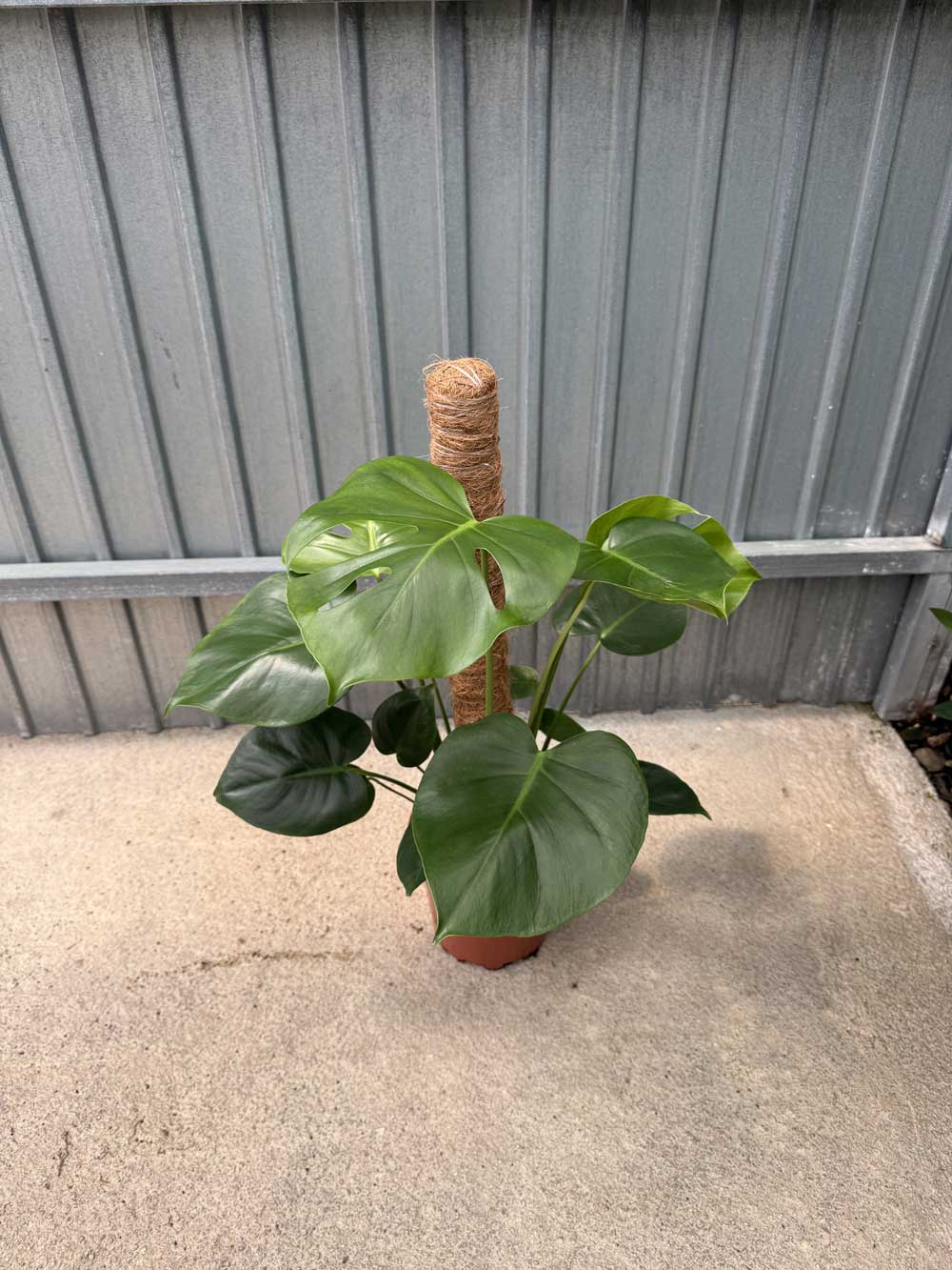 Monstera-Deliciosa-Tutor-c17-60cm