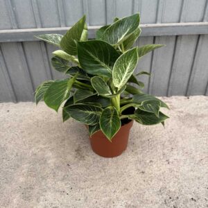 Philodendron-Birkin-c17