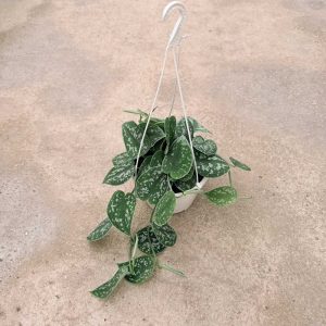 Scindapsus-Pictus-t15