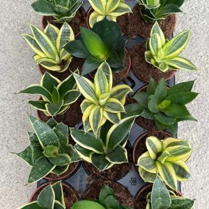 Sansevieria-Mix-c10,5