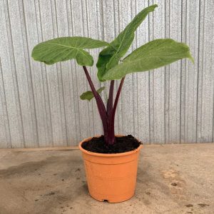 Alocasia-Imperial-Red-c22