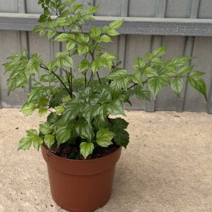 Radermachera Sinica c17