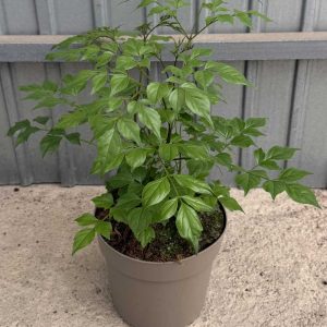 Radermachera Sinica c20