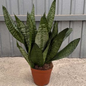 Sansevieria-Robusta-c12