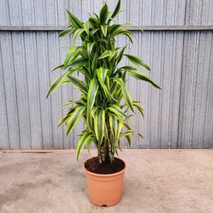 Dracaena-Lemon-Lime-Ramificada-c22