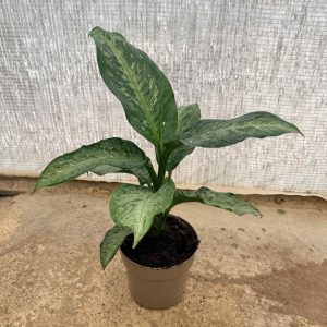 Dieffenbachia Memoria Corsii c17