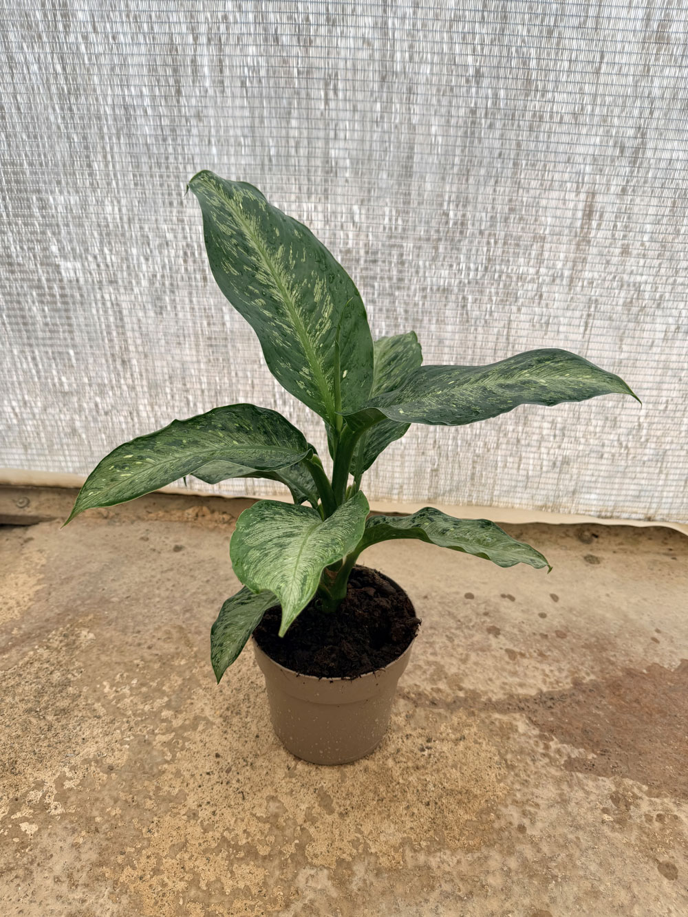 Dieffenbachia Memoria Corsii c17
