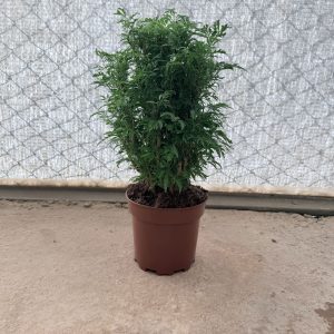 Polyscia-Hawaiiana-Ming-c17
