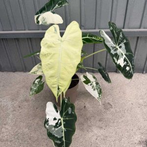 Alocasia-Frydek-Variegata-c17