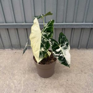 Alocasia-Frydek-Variegata-c17