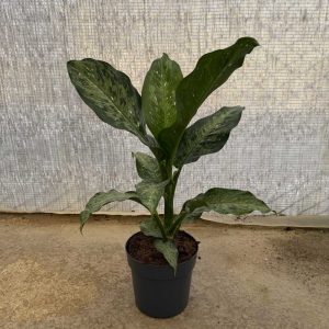 Dieffenbachia Memoria Corsii c20