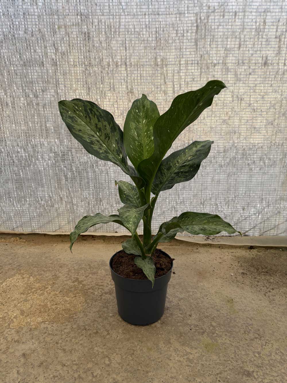 Dieffenbachia Memoria Corsii c20