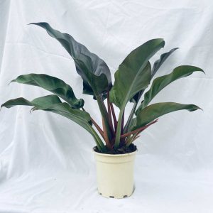 Philodendron-Imperial-Red-c17-fondo-blanco