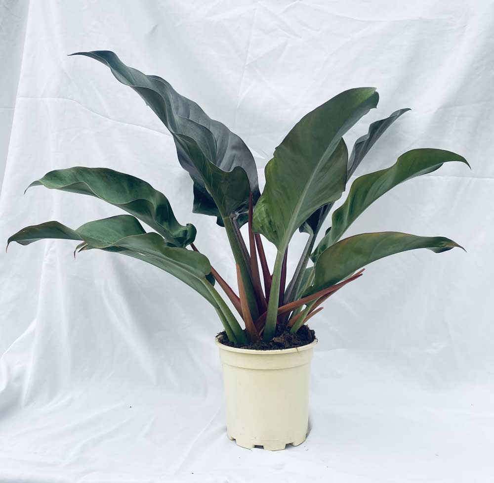 Philodendron-Imperial-Red-c17-fondo-blanco