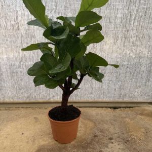Ficus-Lyrata-Branched-c22