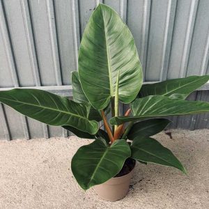 Philodendron-Imperial-Green-c17