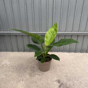 Philodendron-Imperial-Green-c17