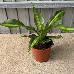 Dracaena Burley c15