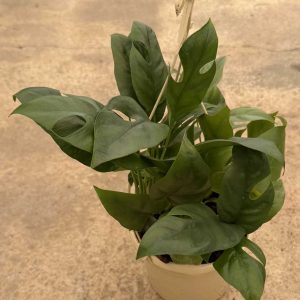 Monstera-Minima-t15