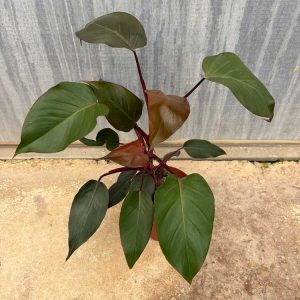 Philodendron-Burgundy-Princess-c17