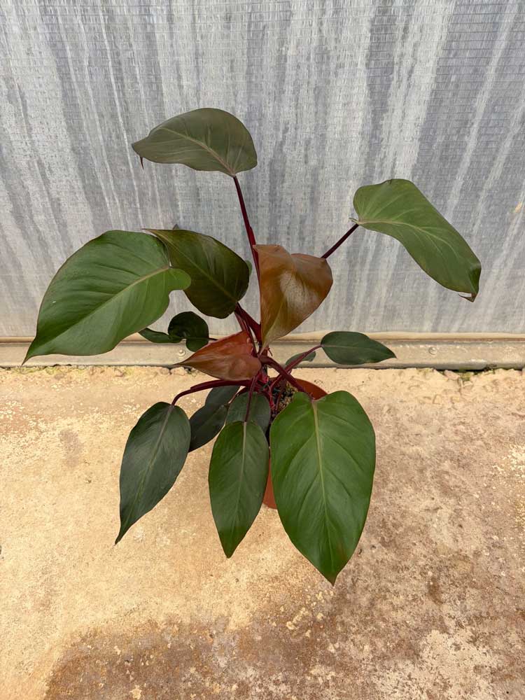 Philodendron-Burgundy-Princess-c17