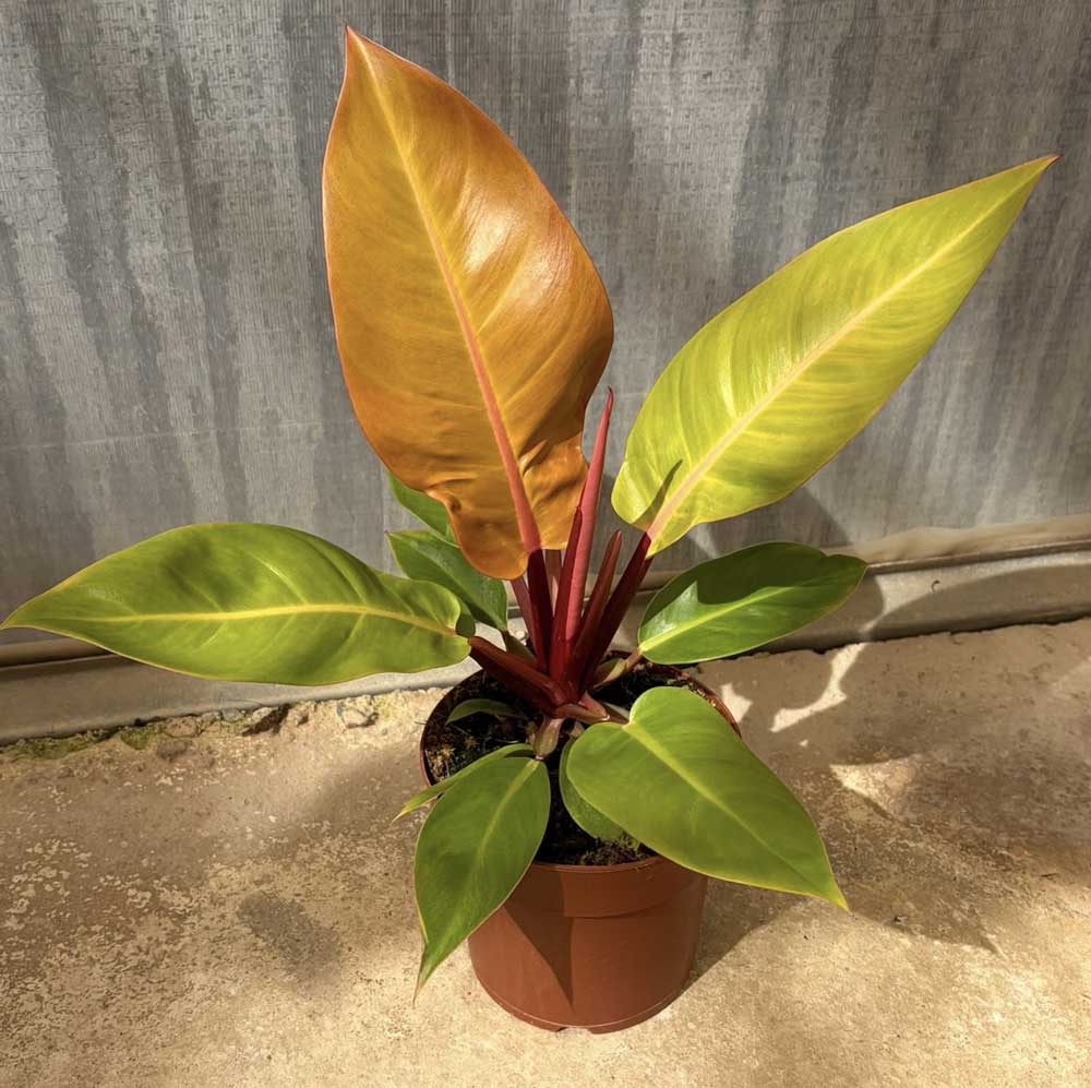 Philodendron-Prince-of-Orange-c17
