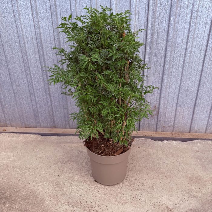 Polyscia-Hawaiiana-Ming-c20